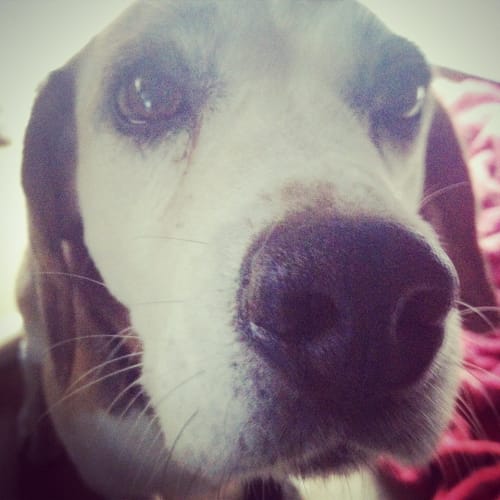 Sir Walter Beagle
