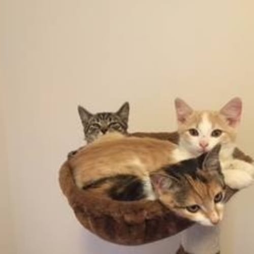 No photo for Gorgeous Kitten  Jax Is Looking For A Home