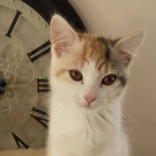 Lily - Kitten Kapers Rescue 