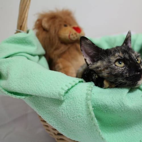 No photo for Lovebug Ember Is Looking For A Home