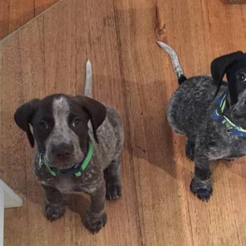Gsp puppies