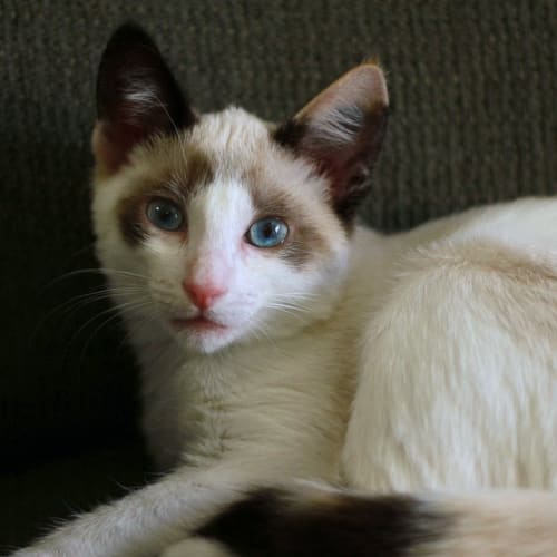 Esther ** Adoption Pending**