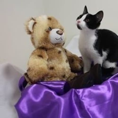 No photo for Lovebug Katie Is Looking For A Home