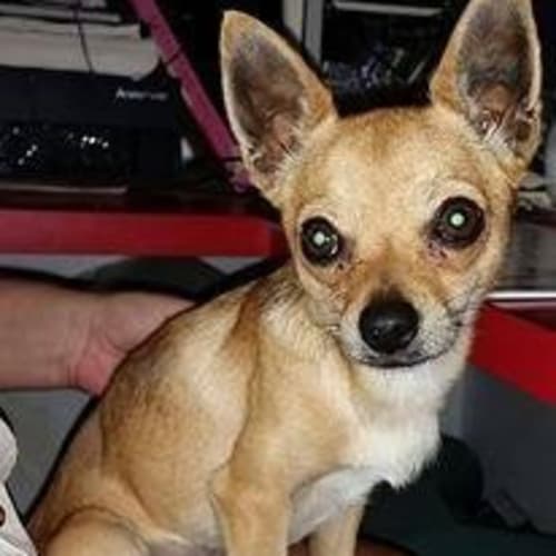 Stuart Little (adoption pending)