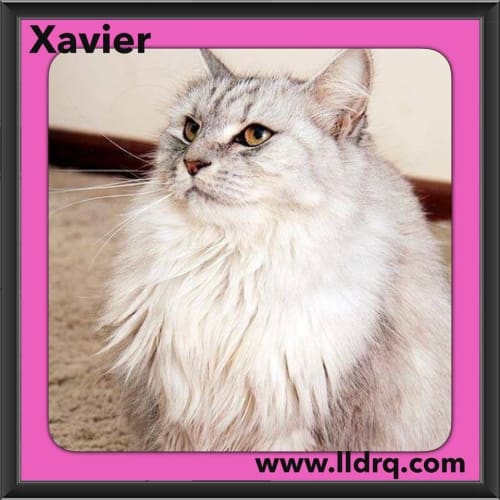 Xavier 
