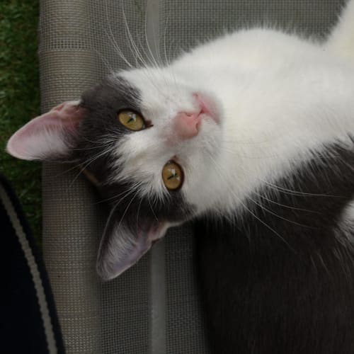 Mrs Brady (Kaz) location Albury