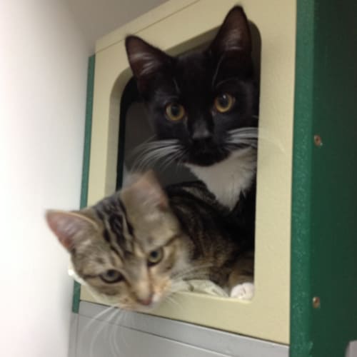 Bing Clawsby and Winston Purchill