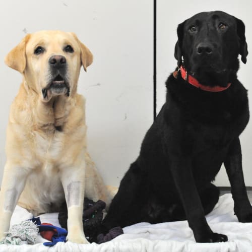 Danny Boy and Shadow