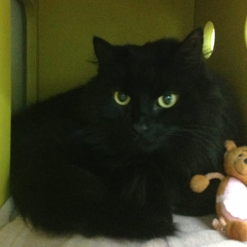 Licorice