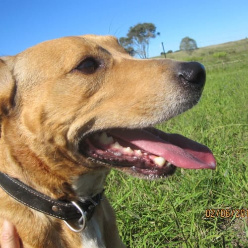 Wilbur (adoption pending)