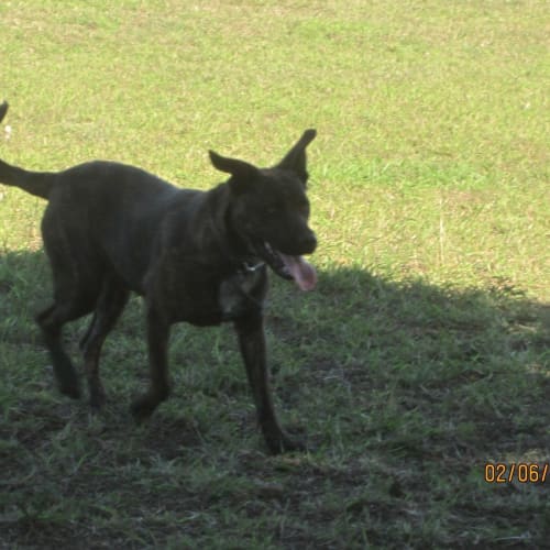 Chad (adoption pending)