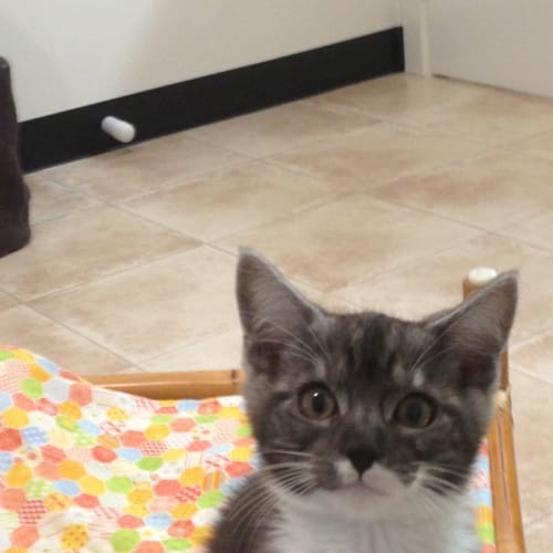Kit Kat