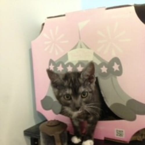 Mittens