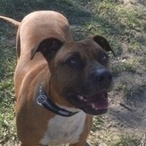 No photo for Pee Bee ** Deserves A Home **