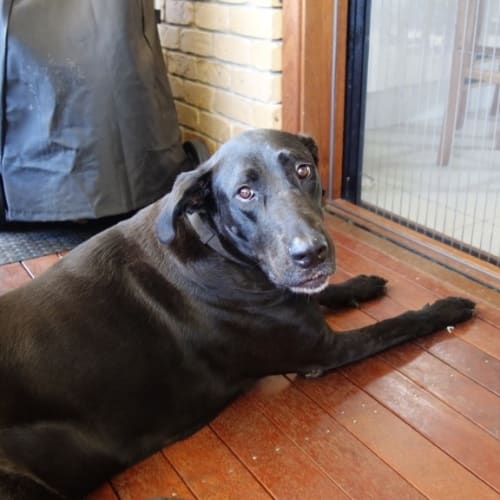 Nelson Adoption Pending