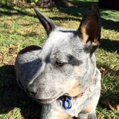 Digby ~ Cattle Dog Puppy (on trial 18/7/15)