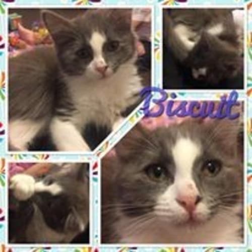 Biscuit    Kitten Kapers Rescue