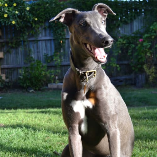 "Tex" the Little Rascal Pup. Brisbane/Gold Coast
