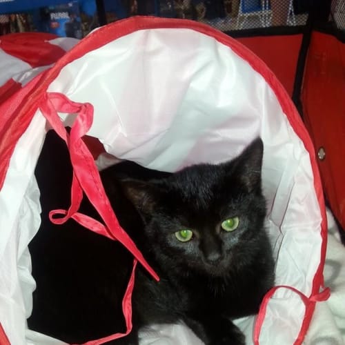 Tullurium ** Adoption Day **