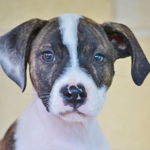 Duke