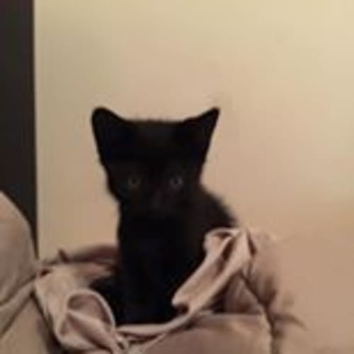 Onyx
