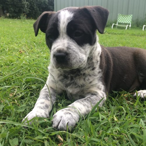 Tyson