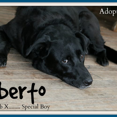 Uberto ~ Lab ~ Special Boy (on trial 17/8/15)