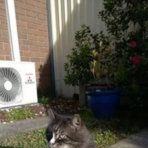 Sylvester