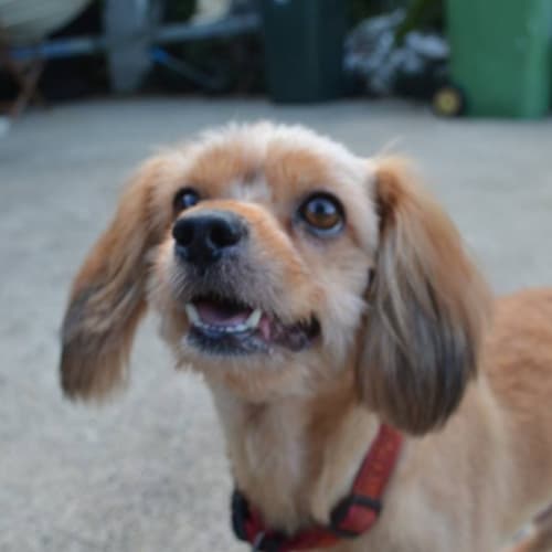 Chewy