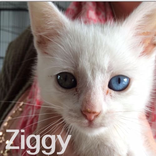 Ziggy