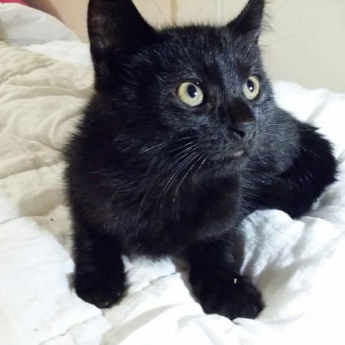 Bat cat