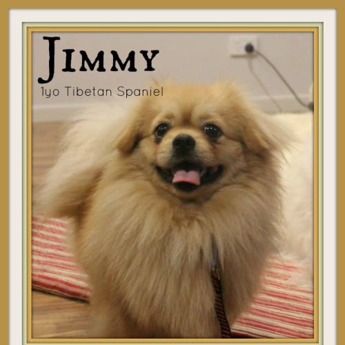 Jimmy ~ Tibetan Spaniel (on trial 13/6/15)