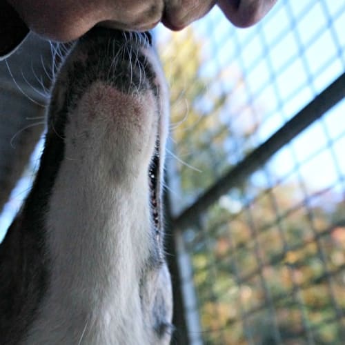 Chanel (Adoption Pending)