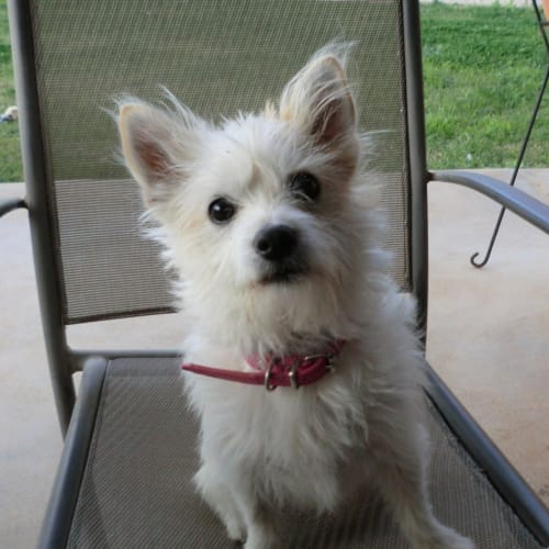 Teddy-girl *On Trial in Her New Home*