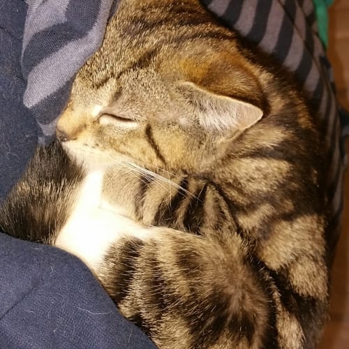 Bootsy **Adoption Day**