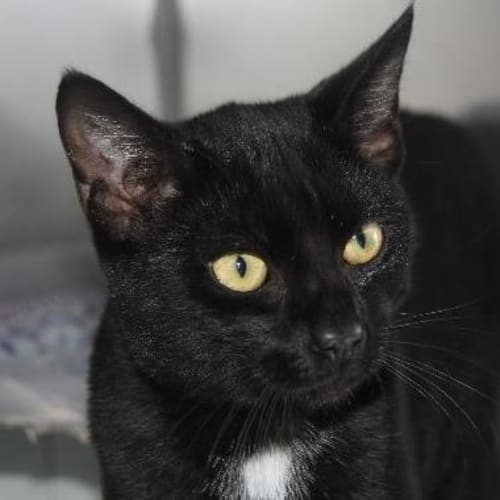 Tux