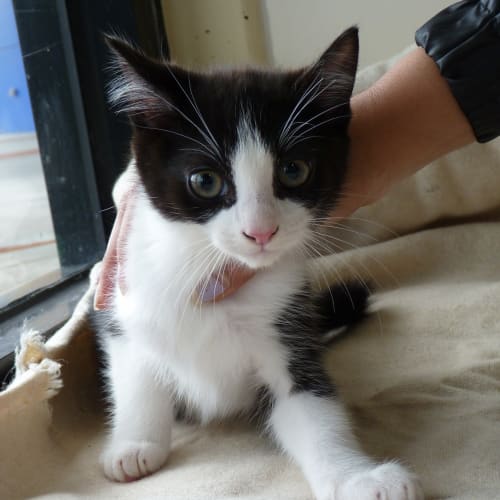 Bandit **Adoption Day**