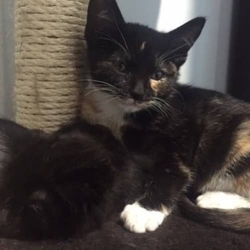 Mia  -  Kitten Kapers Rescue