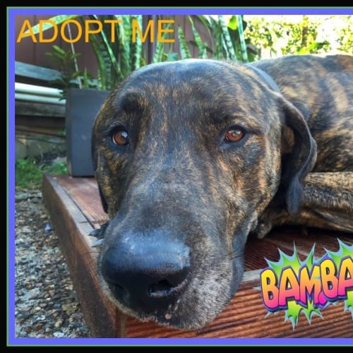 BamBam ~ Great Dane X Mastiff (trial 8/7/15)