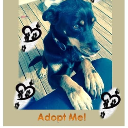 Gypsy ~ Kelpie (trial 31/7/15)