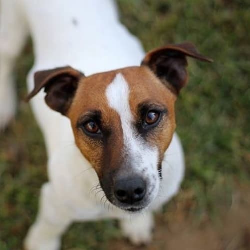 Alfie