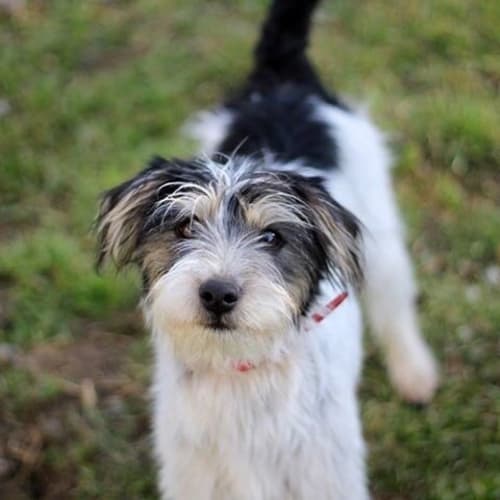 Frankie - adoption pending