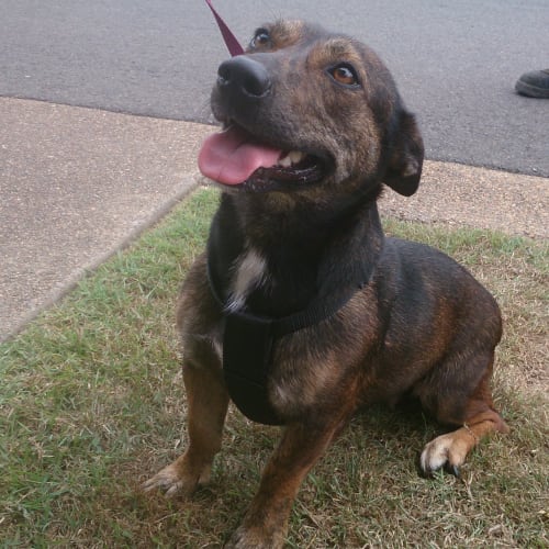 Chica (adoption pending)