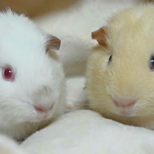 Charger and Crumpet