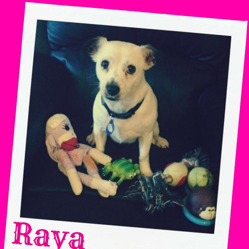 Raya - Mini Foxy (on trial 21/6/15)