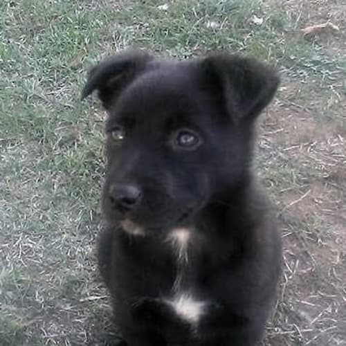 Jack