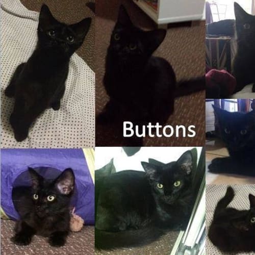 Buttons  (Bonded Pair with Cutie)