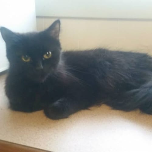 Matilda **adoption pending**