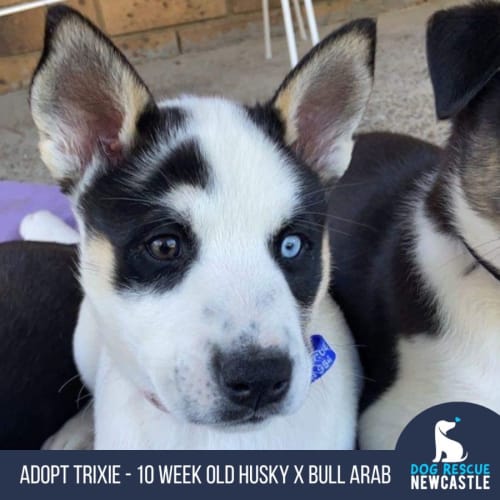 Trixie - 10 Week Old Husky X Bull Arab (Trial)
