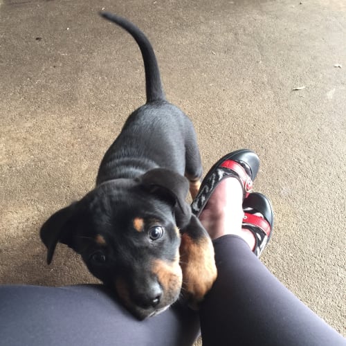 Hank **under application**